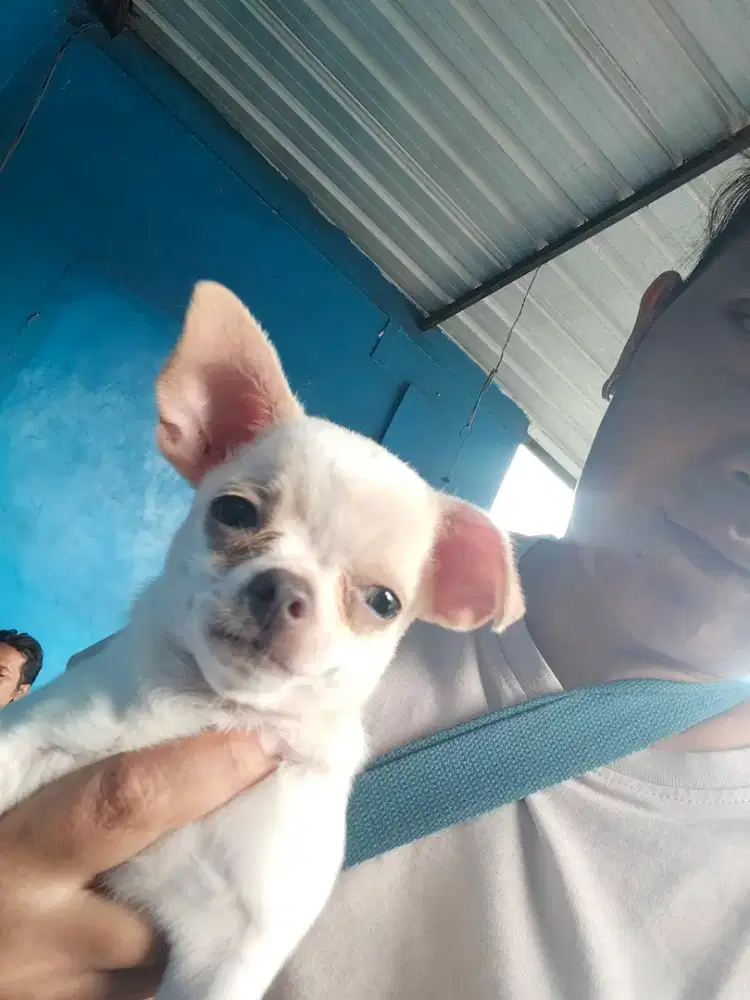 Mini chiwawa jantan 3 bln