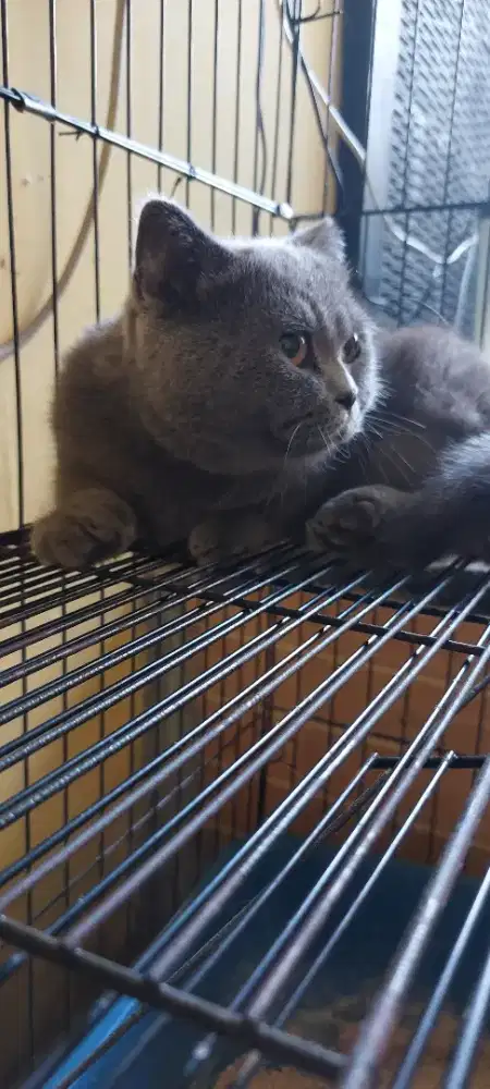 Kucing munchkin BSH line import