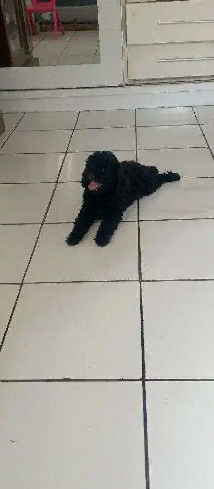 Poodle jantan 2 bulan