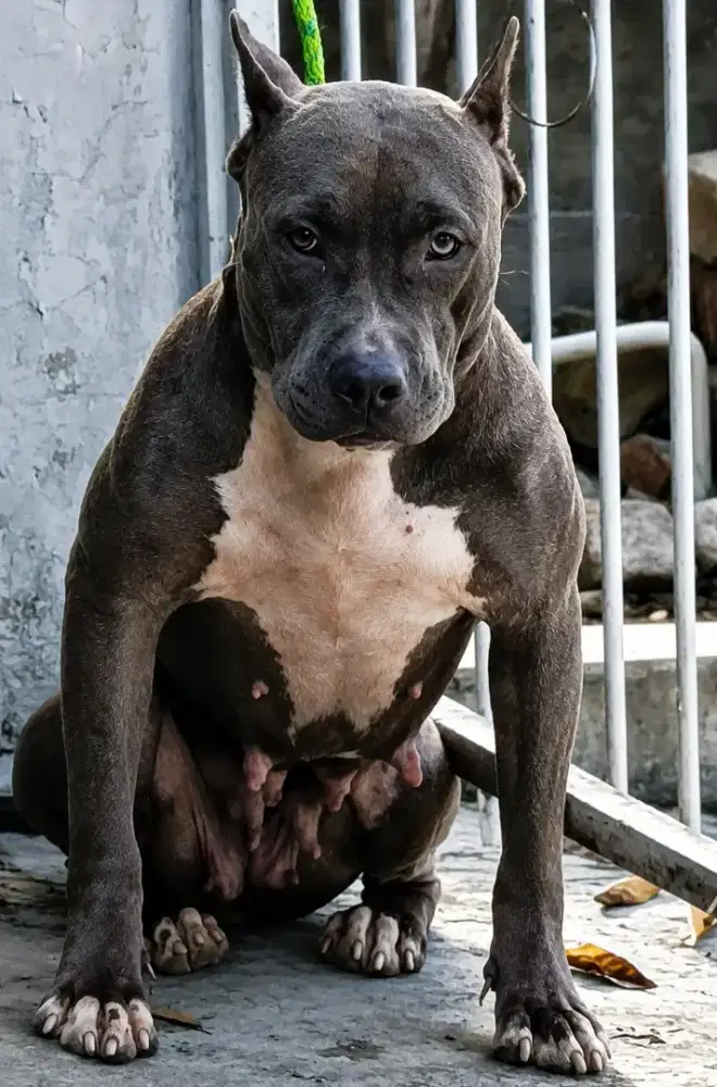 Pitbull indukan 2 tahun jambi superbull