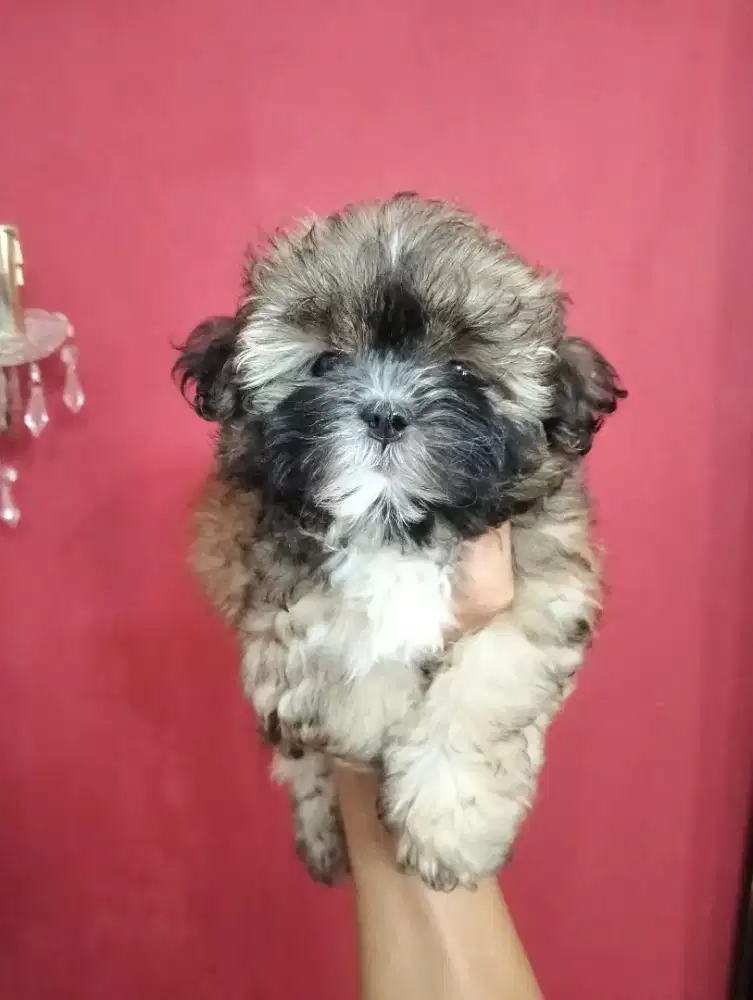 ANJING SHIHTZU MIX POODLE