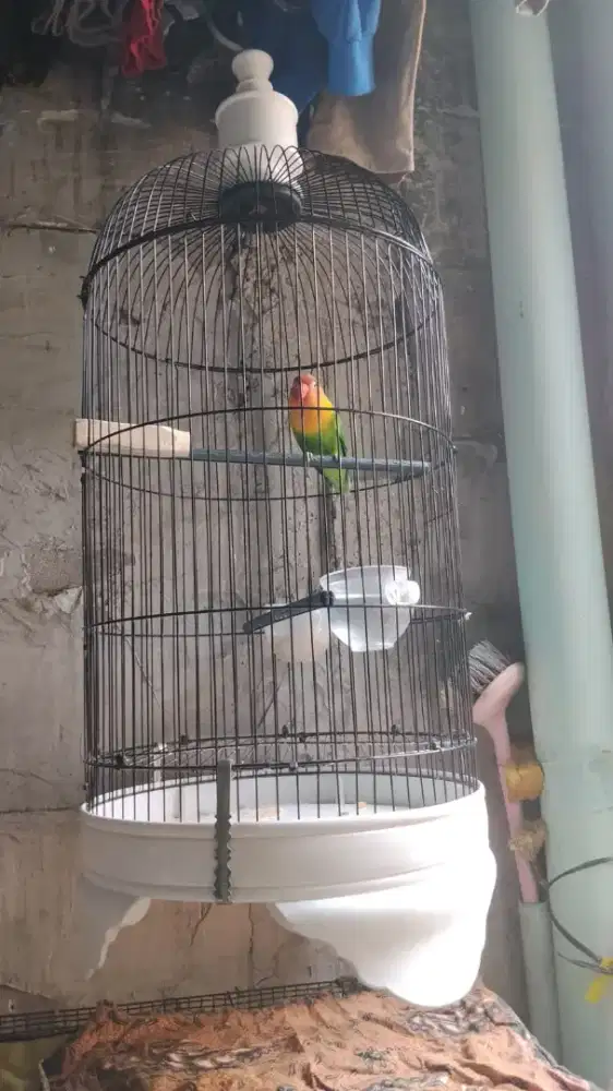 Lovebird jantan mapan fischery