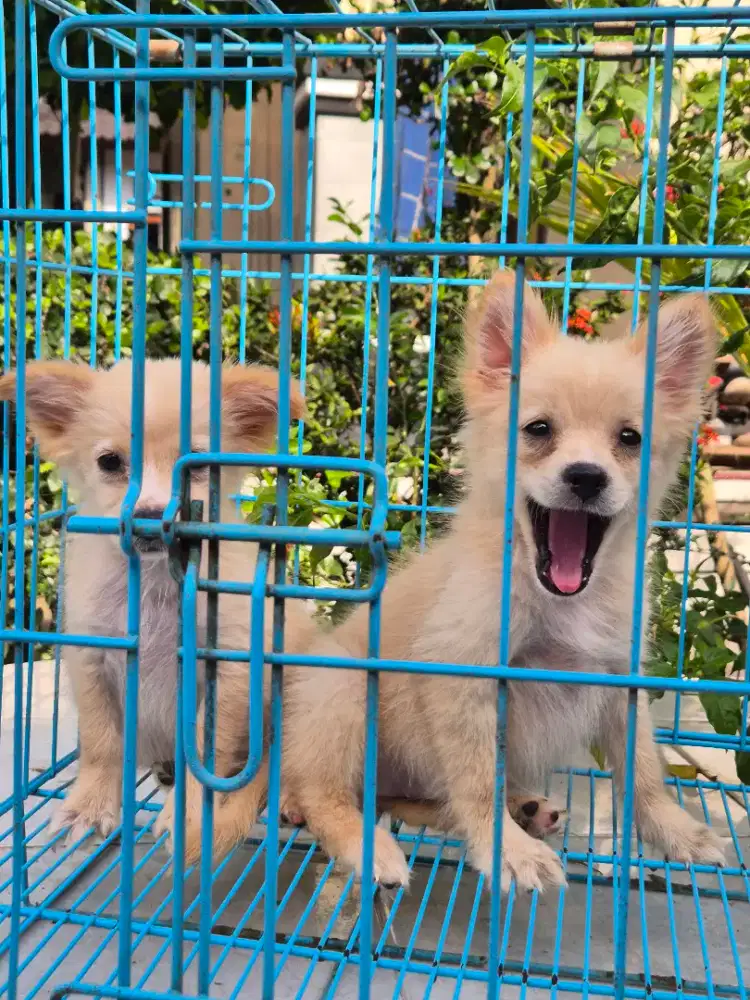 pom betina 2 ekor