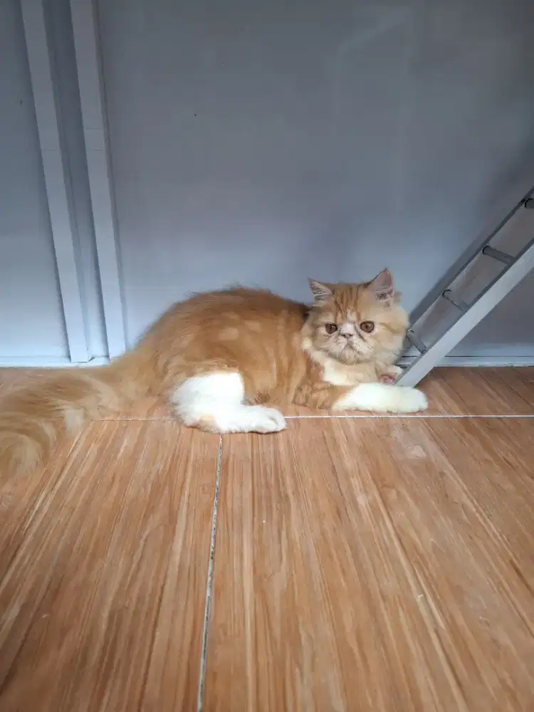 Kucing Persia Peaknose