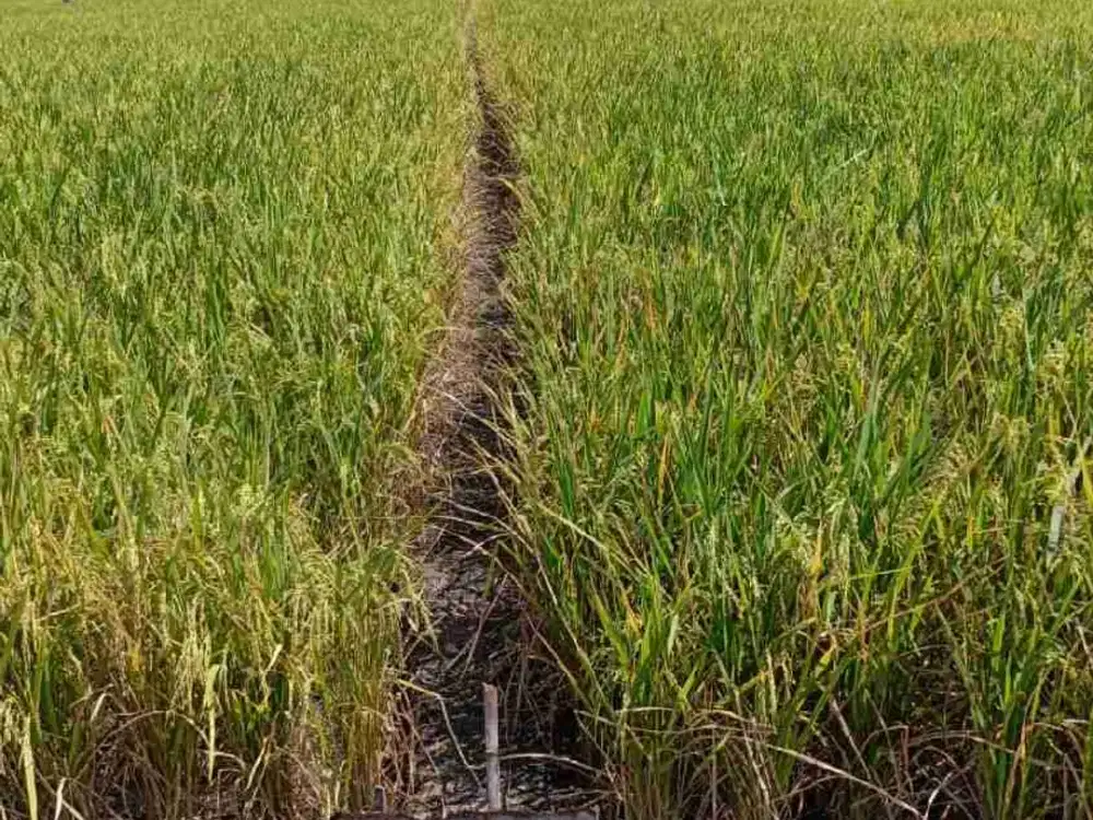 dijual sawah murah pinggir kota madiun