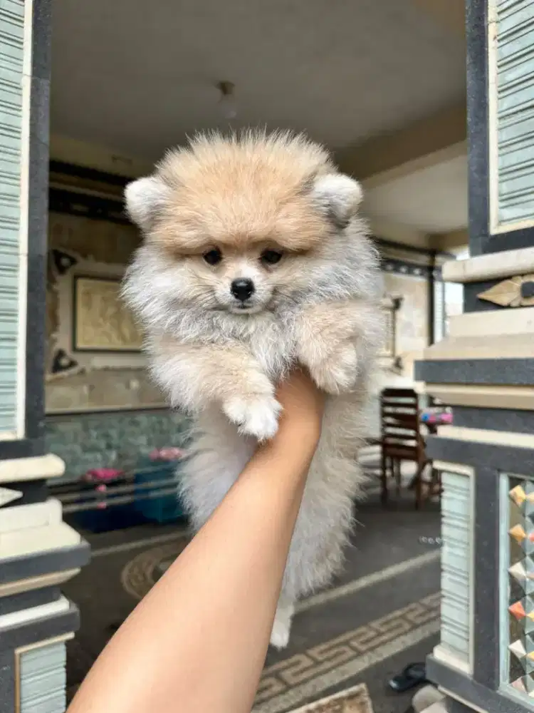 MINIPOM POMERANIAN STAMBUM