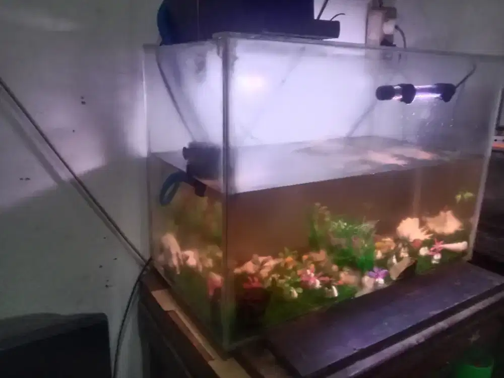 Aquarium Ikan Hias