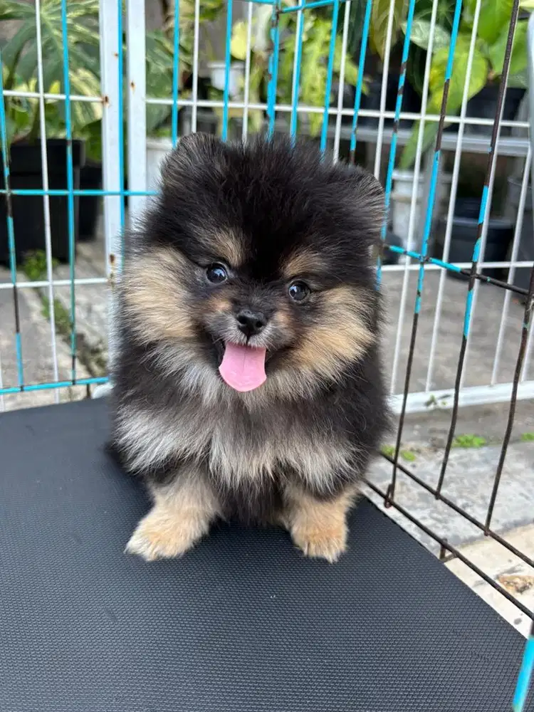 Ual minipom mini pom pomeranian