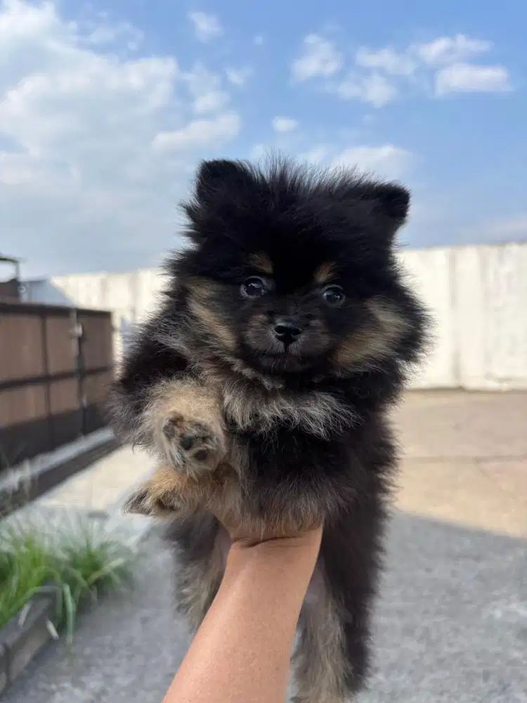 Jual minipom murah betina mini pom pomeranian