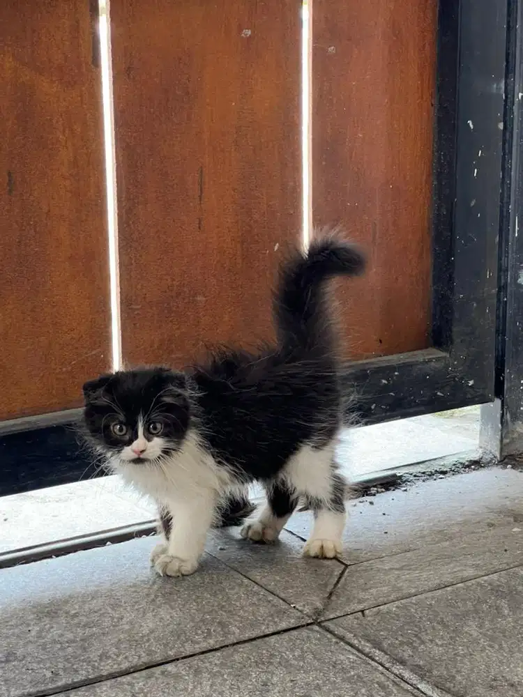 Scottish fold usia 3 bln