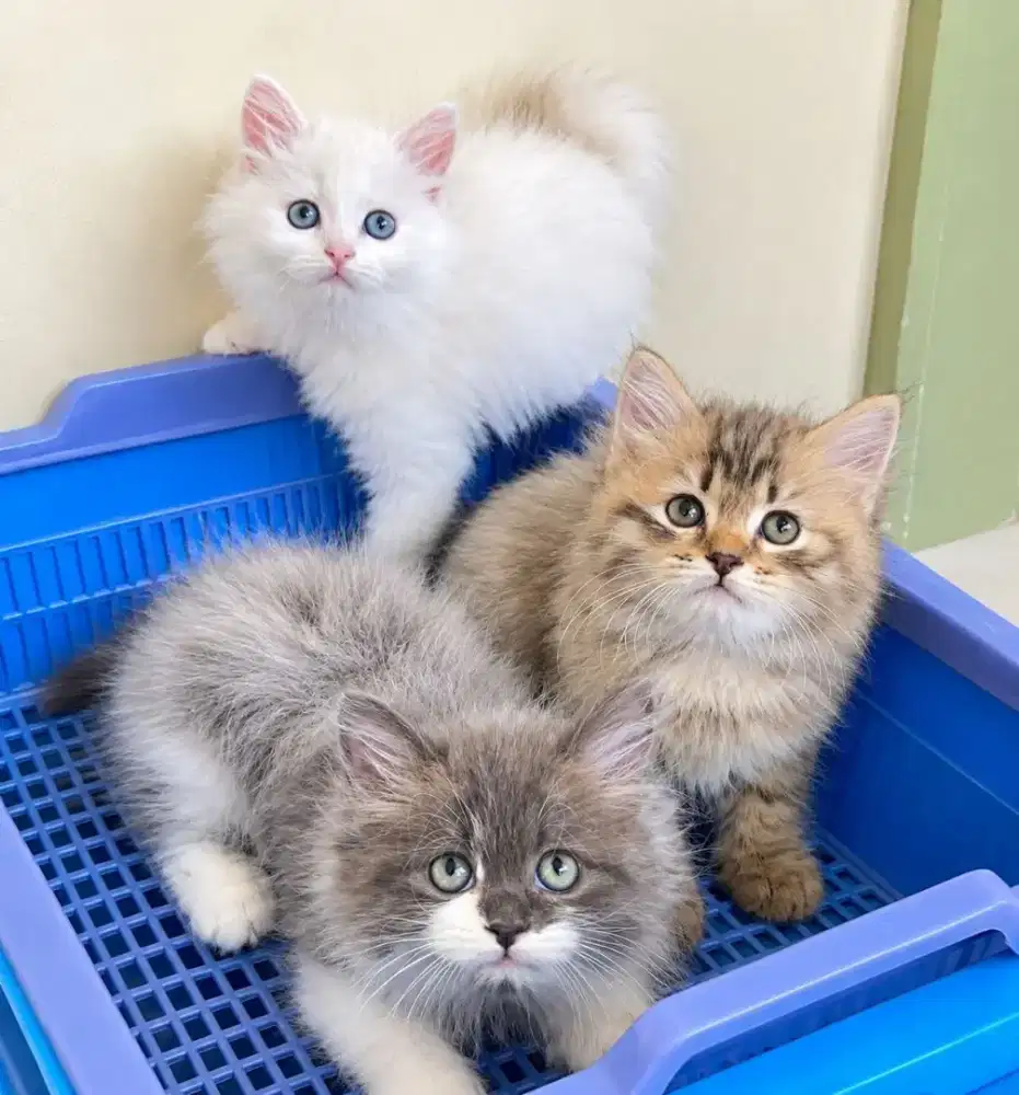 Persia white, tabby and ragdoll