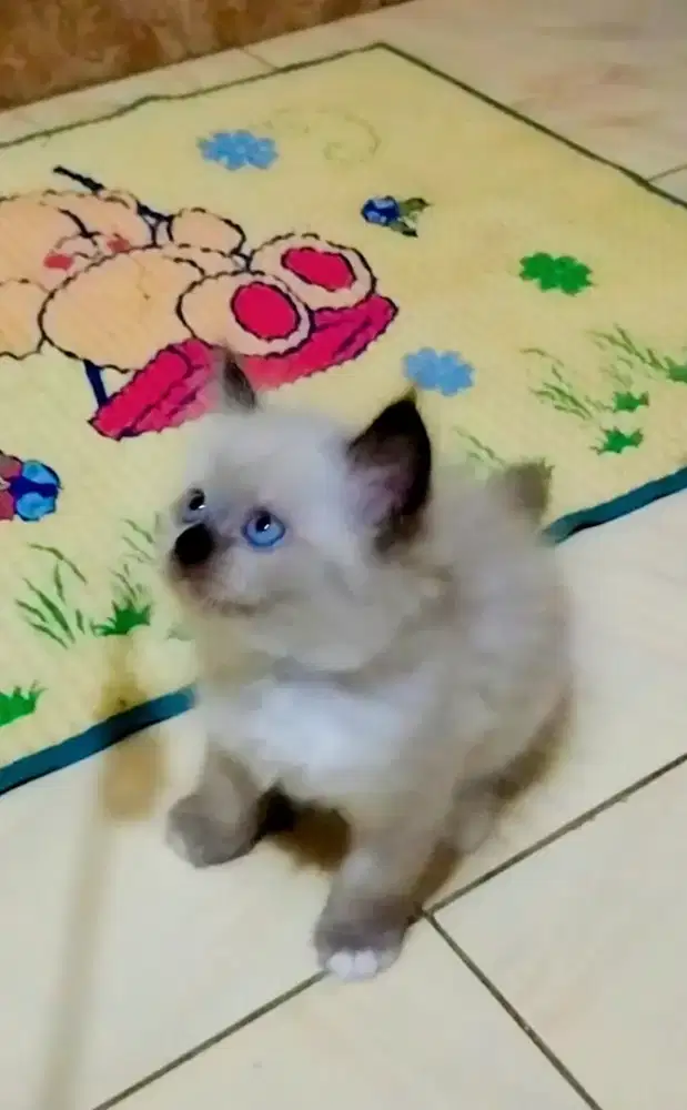 Ragdoll 2,5 Bln Jantan
