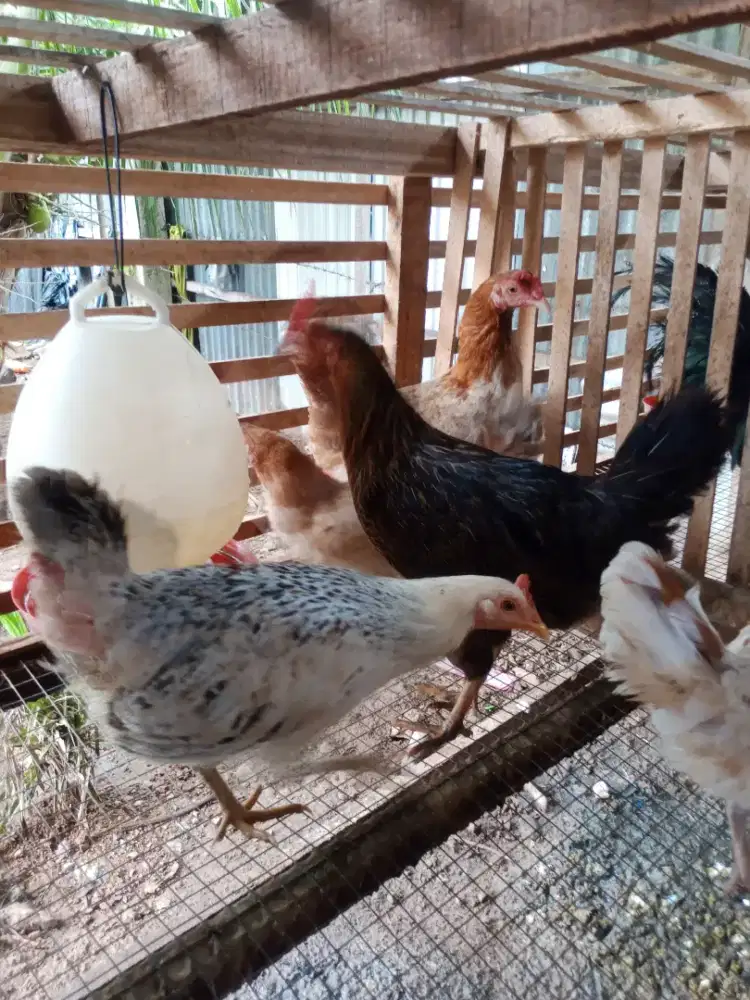 Indukan Ayam Elba