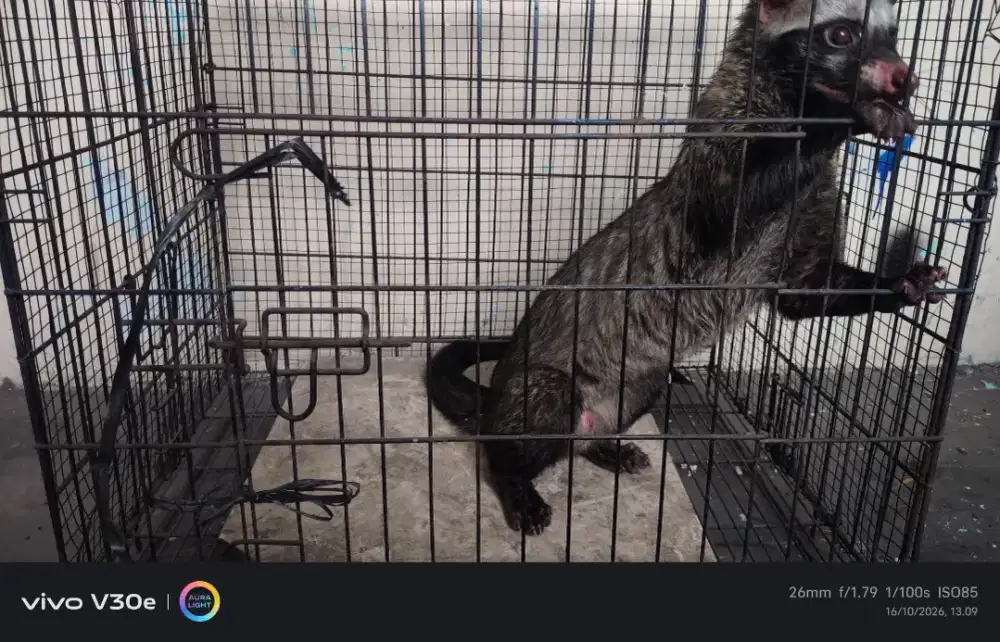 Musang Pandan liar