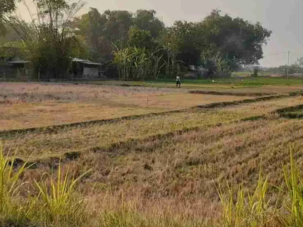 dijual lahan komersil luas ideal untuk perum subsidi di balerejo madiun