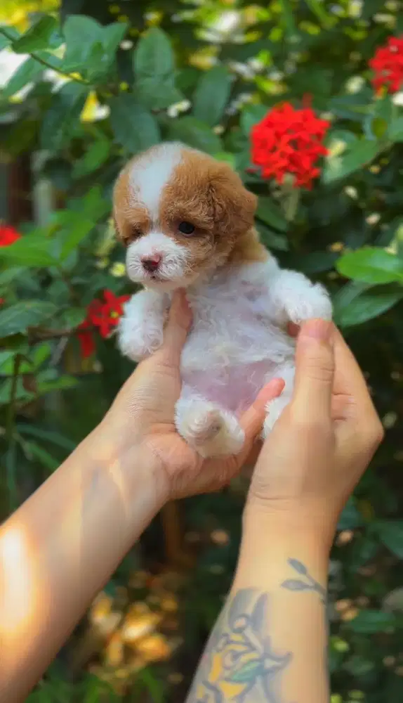 Tiny Poodle Rare Color