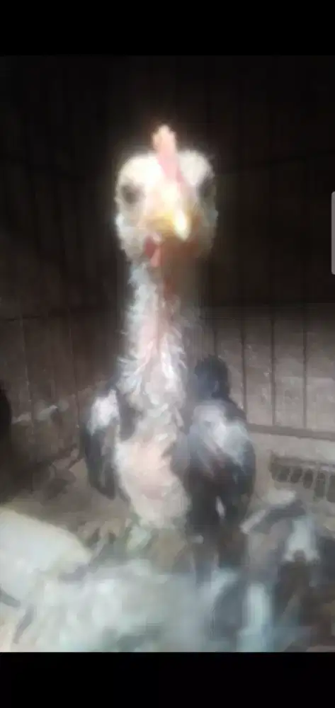 Anakan ayam pelung jantan