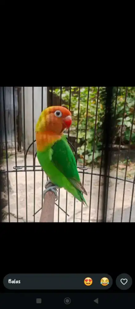 Burung Lovebird
