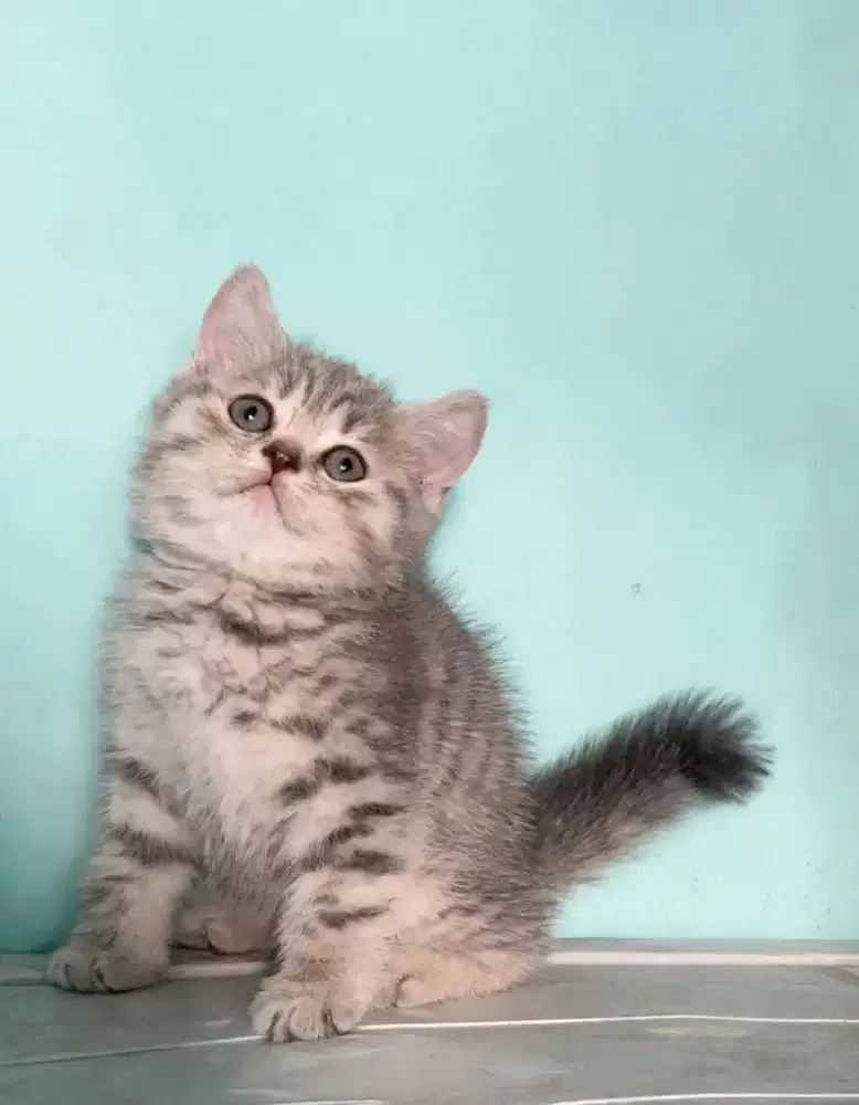 Kucing kitten British shorthair silver Tabby Female