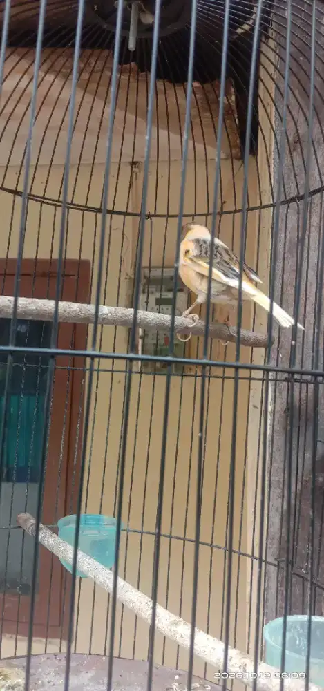 Burung kenari loper