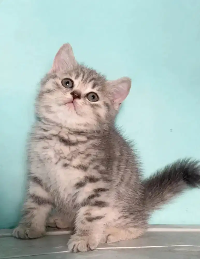 Kucing kitten British shorthair silver tabby lucu