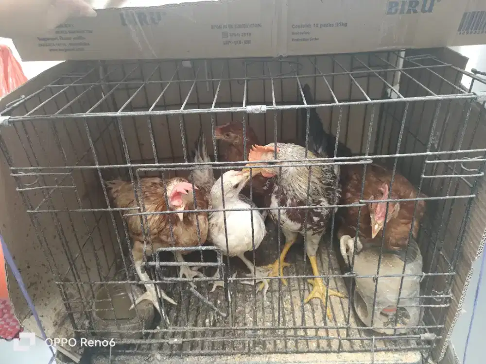 Ayam Elba Remaja
