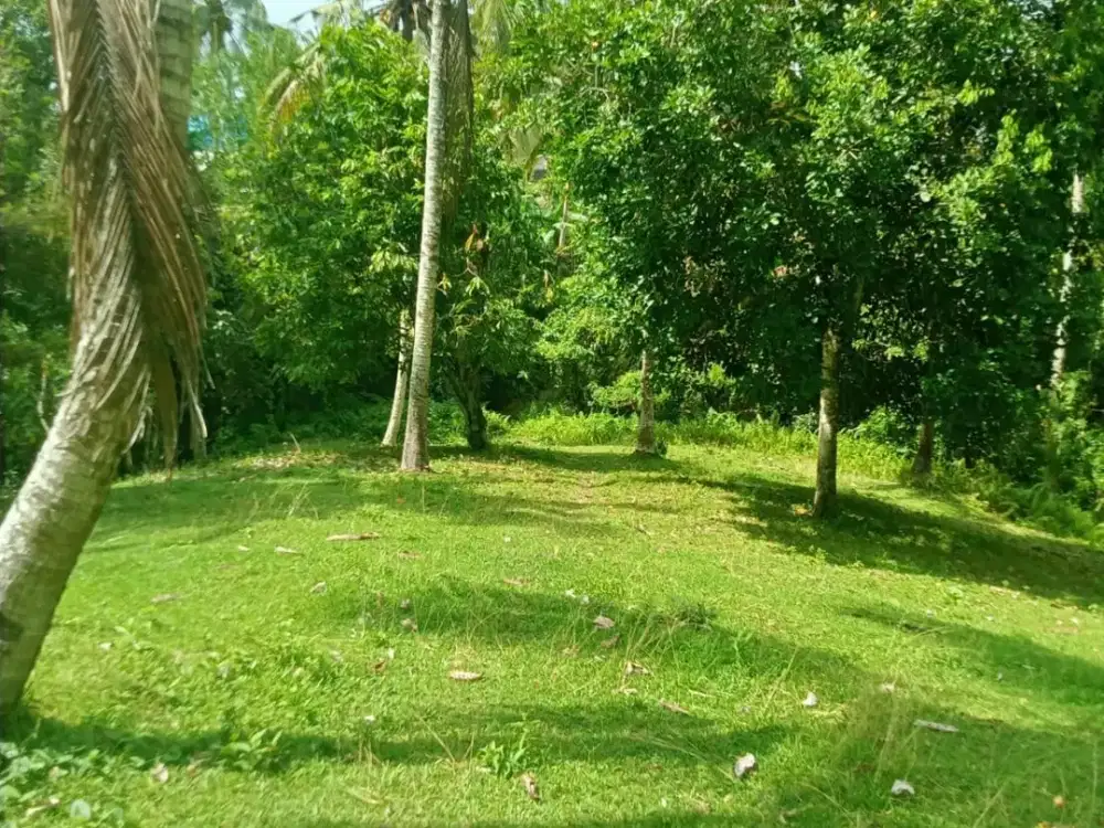 Dijual tanah 4,5ha area selemadeg, Tabanan