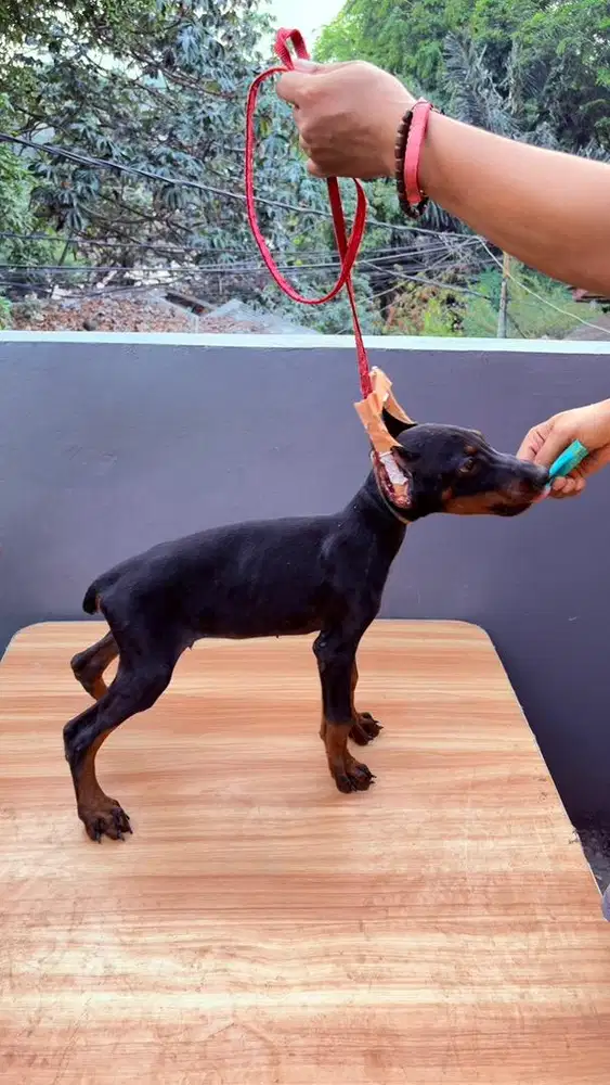 Anakan doberman