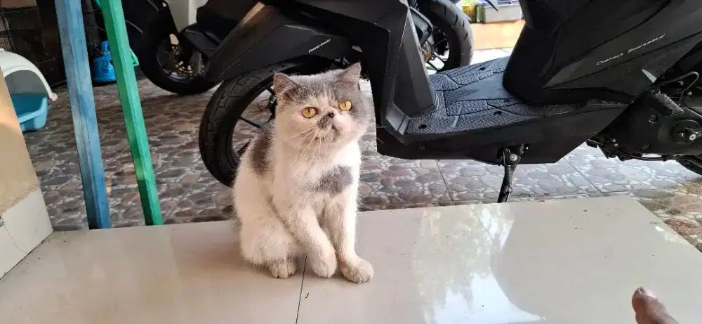 Kucing Pejantan exotic jago kawin