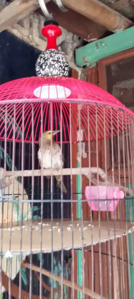 Burung keling ,gelatik, cak Wilis dah PD bunyi