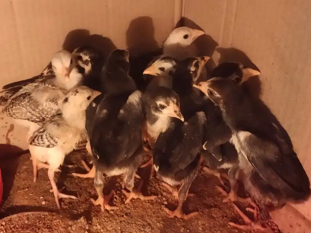 Jual cepat 13 anak ayam Bangkok turunan bagus, induk besar