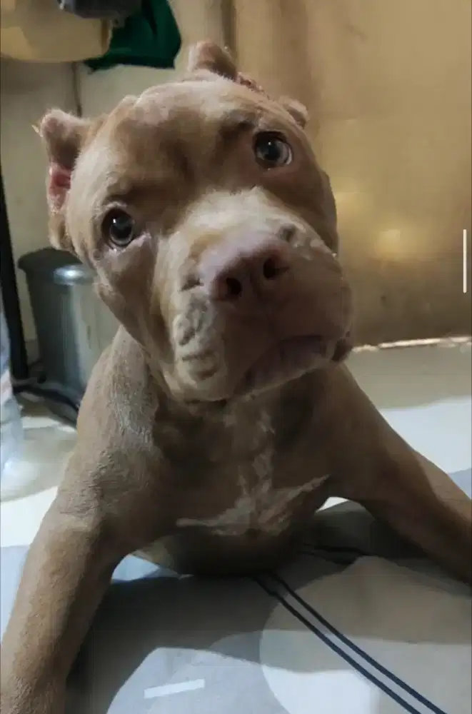 Available, Anakan Pitbull betina (cocoa)
