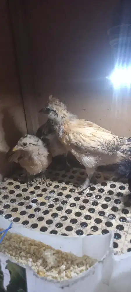 Anakan ayam Polan nix