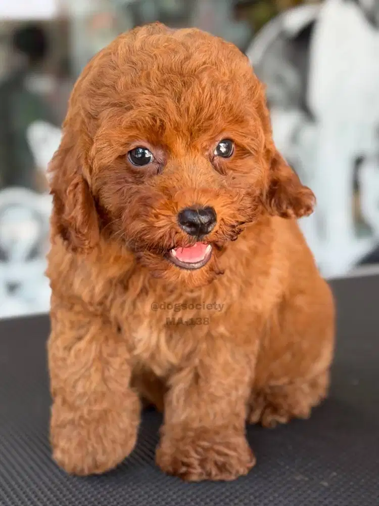 Jual Puppy Poodle Lucu Sehat dan Aktif