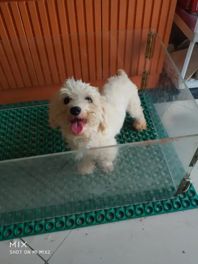 Indukan Poodle produktif