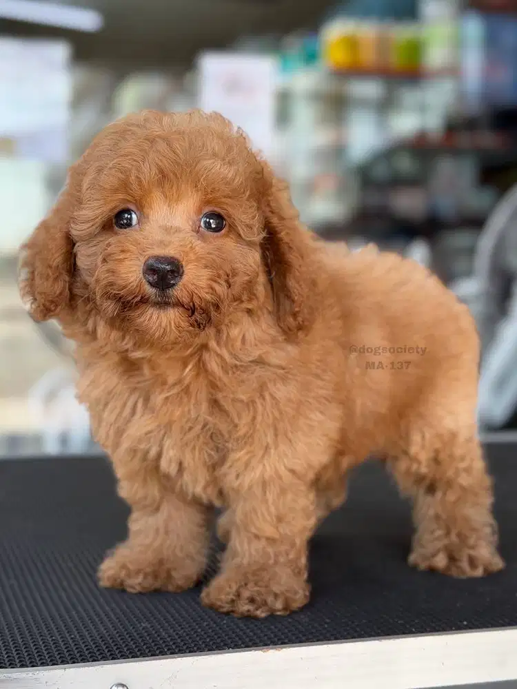 Anakan Poodle Imut dan Menggemaskan