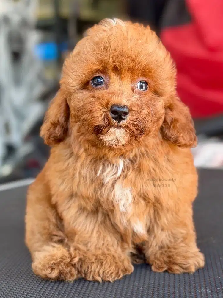 Poodle Puppy Bulu Fluffy dan Terawat