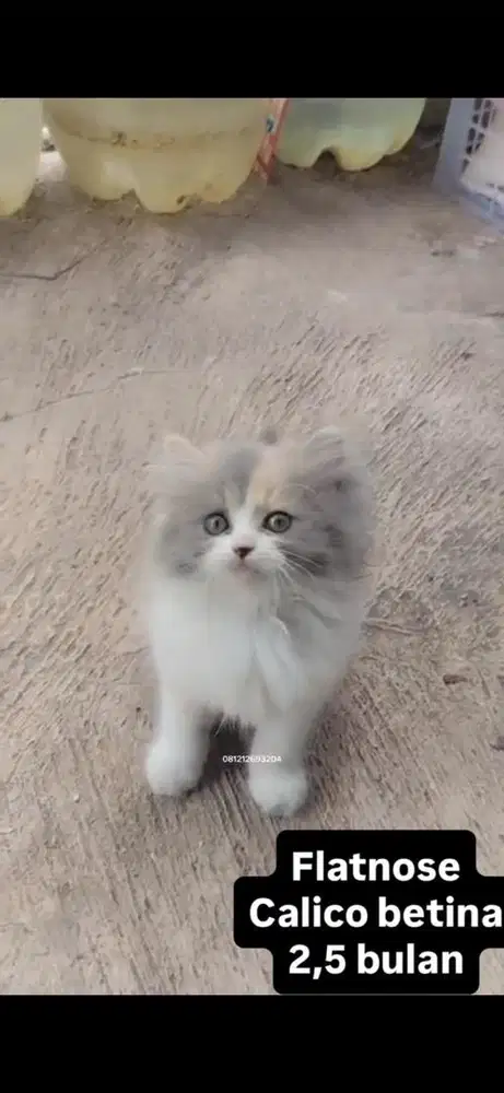 Flatnose kitten calico