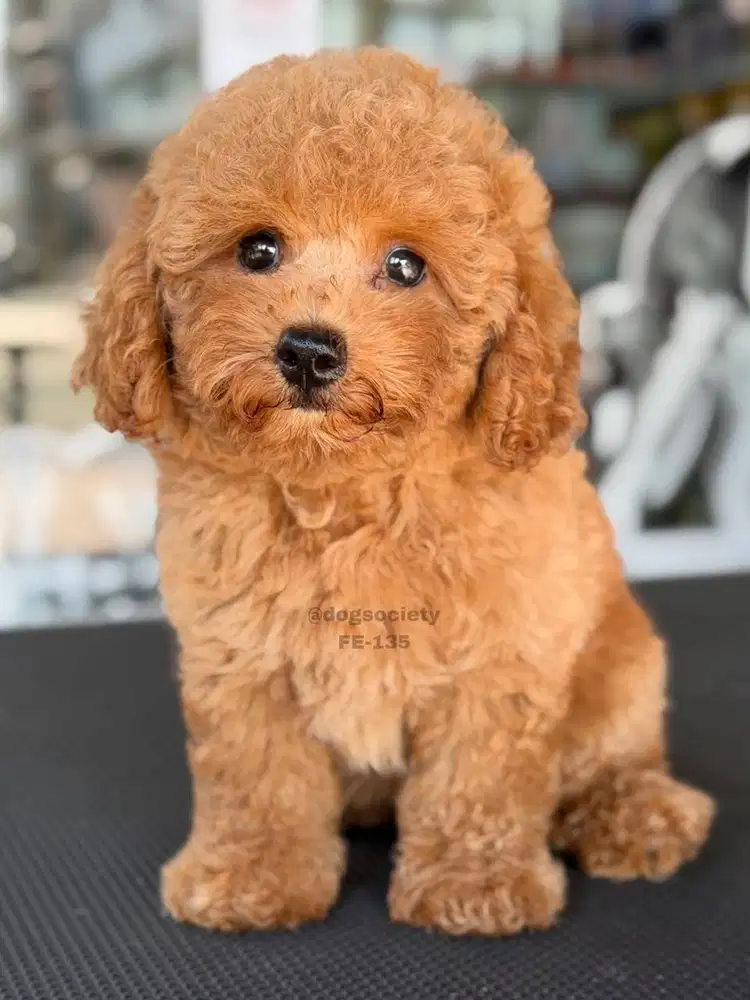 Puppy Poodle Lucu Siap Rumah Baru