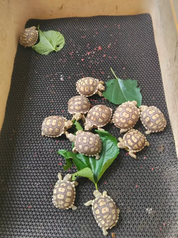 Sulcata baby kura kura sulcata