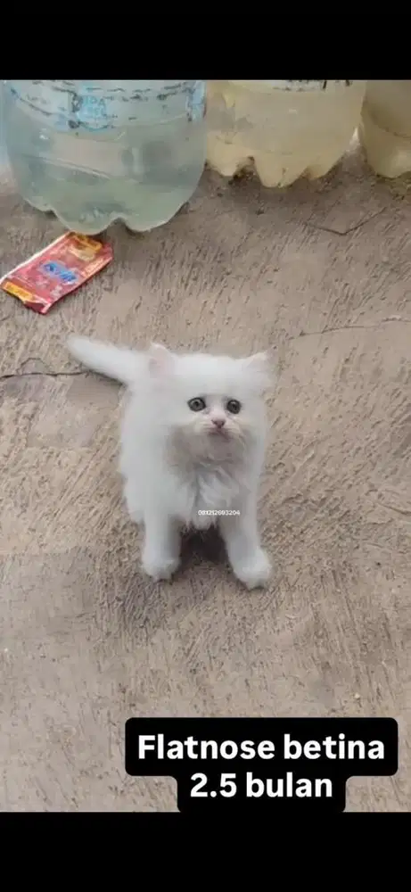 Kucing Flatnose kitten