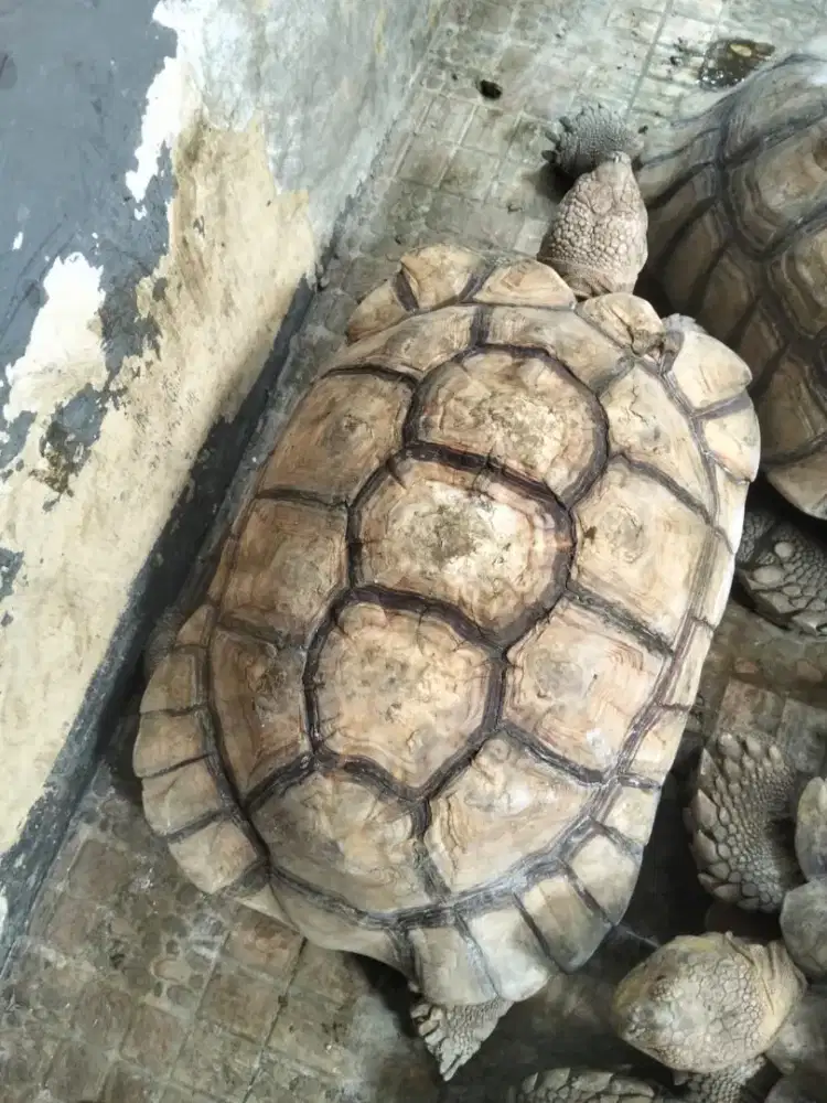 Kura kura sukata 7 ekor