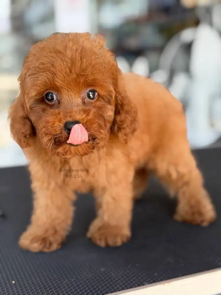 Anakan Poodle Sehat dan Aktif