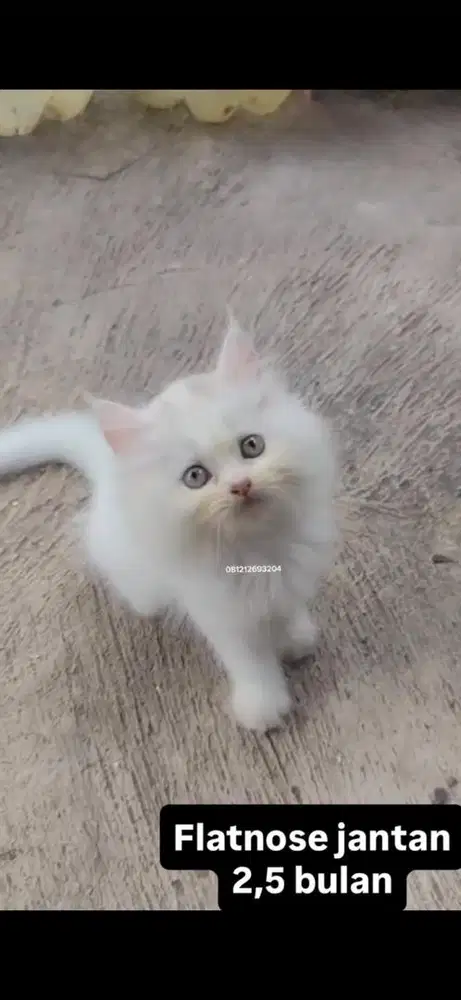 Kucing flatnose kitten