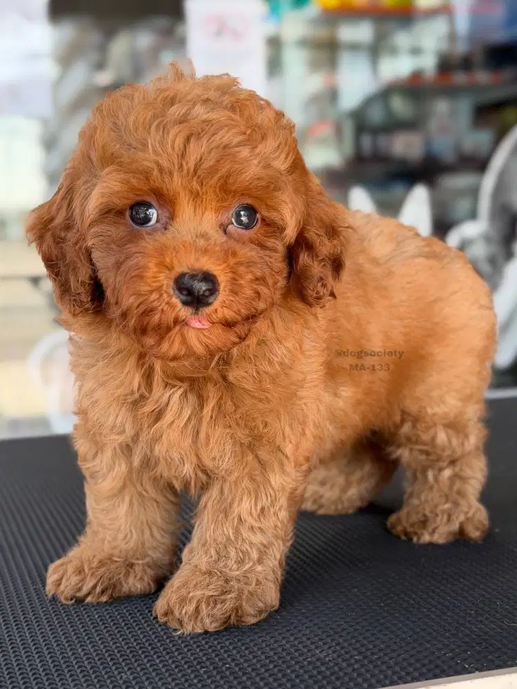 Jual Puppy Poodle Lucu dan Terawat