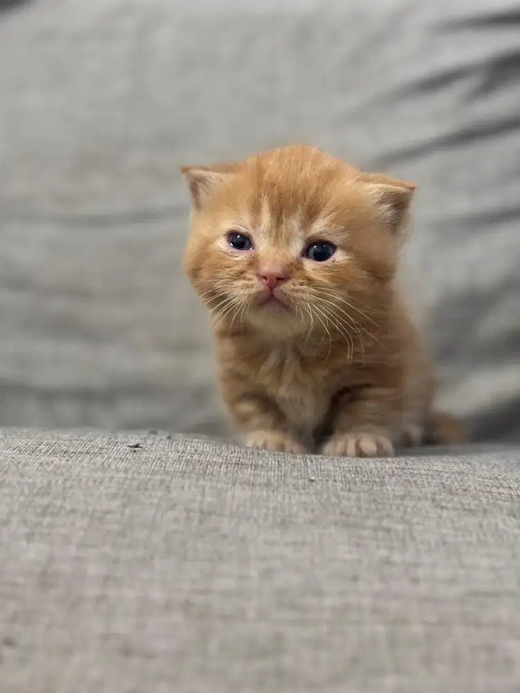 British Munchkin Kitten Anak Kucing - Red 1