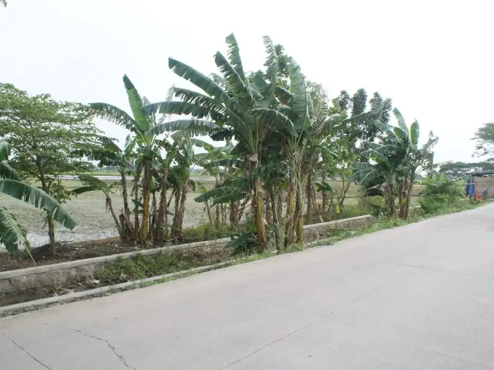 DIJUAL Tanah Sawah yang Luas dan Asri dengan Lingkungan yang  Mendukung di Desa Sukajadi, Sukatani, Bekasi