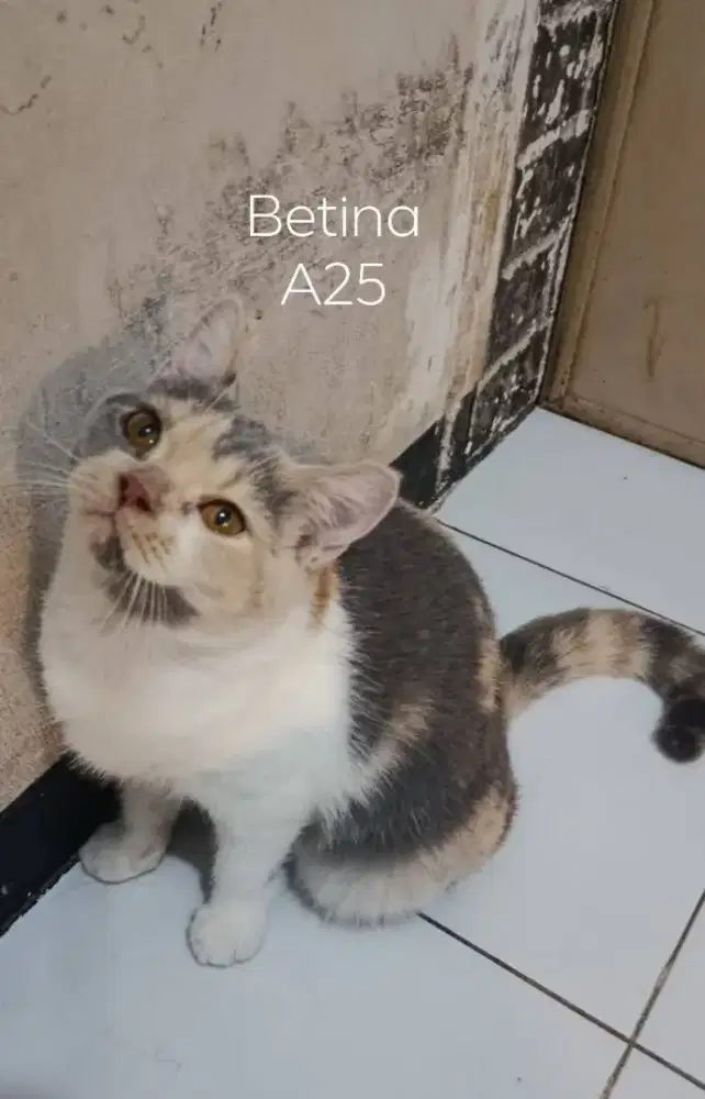 BSH Dilute calico