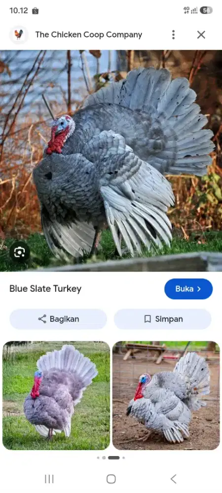 Kalkun Blu slate Sepasang