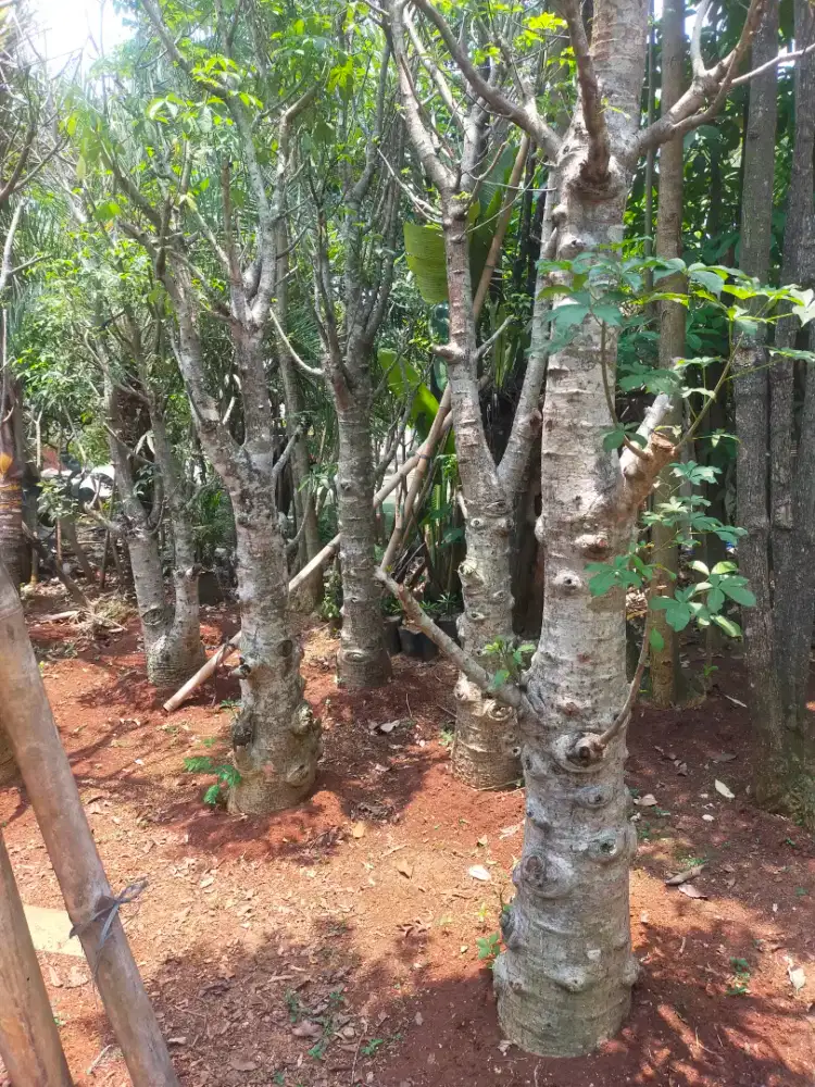 Pohon Baobab/Kaki Gajah